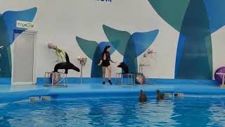 Seal show in Pattaya dolphinarium, Thailand part1