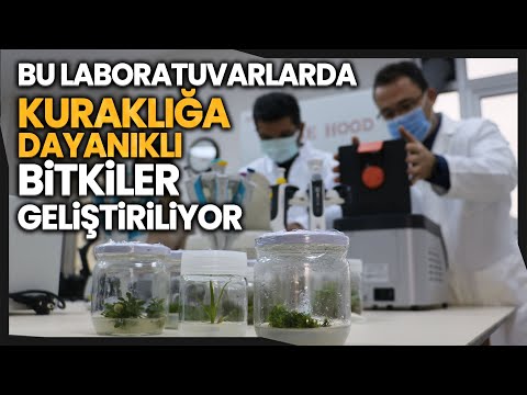 Video: Çok Yıllık Bitkiler Kuraklığa Toleranslı - Kuraklığa Toleranslı Çok Yıllık Bitkiler 7. Bölge İklimleri İçin