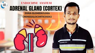 Adrenal Gland | Anatomy, Physiology, Zona Glomerulosa, Aldosterone Explained | 08