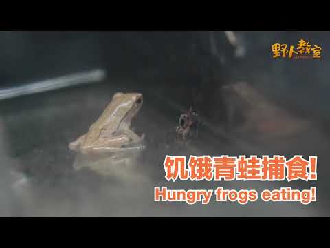 青蛙吃蜘蛛吗？看看饥饿的青蛙捕食！Hungry frog eating...spider?!