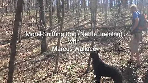 Morel Mushroom Hunting Dog (Nettle training)