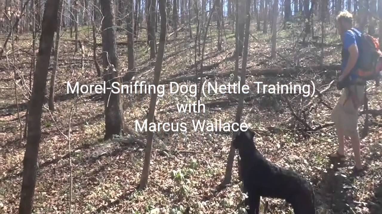 Morel Mushroom Hunting Dog training) YouTube