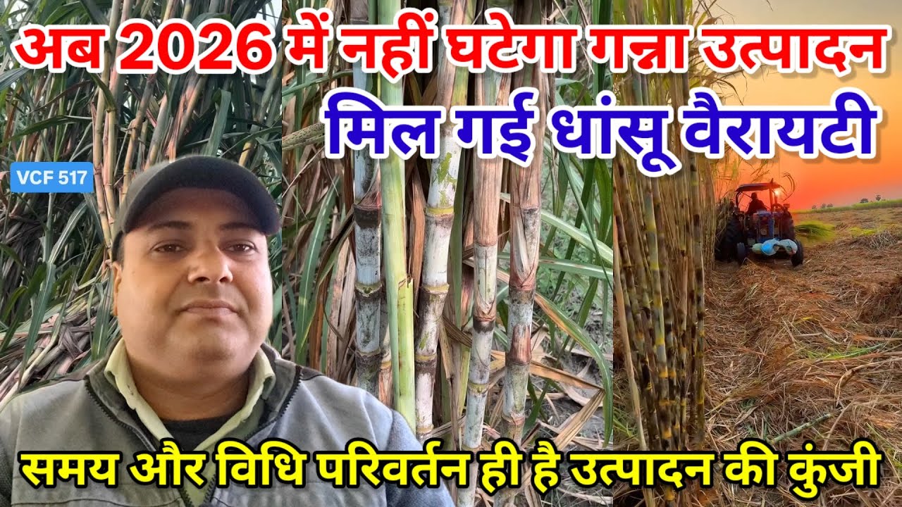 2026 में नहीं घटेगा गन्ना उत्पादन। Single line trench sugarcane farming india। 