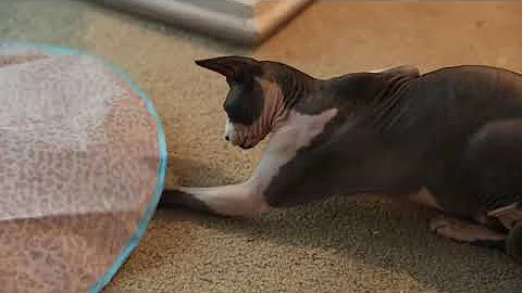 Watch the video about Wormy Hairless Cat Playing