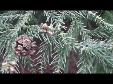 Video: Wortelsysteem van dennen. Kenmerken van coniferen