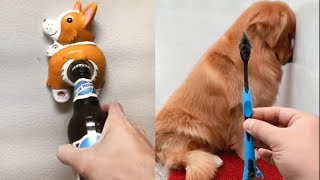 The Best Funny #Dogs 🐶 To Make You Smile | Funny Reaction by Tiny Funny Paws 5,826 views 1 year ago 4 minutes, 41 seconds