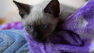 cats video|pets animals |cats|pets lovers|Relaxing video's