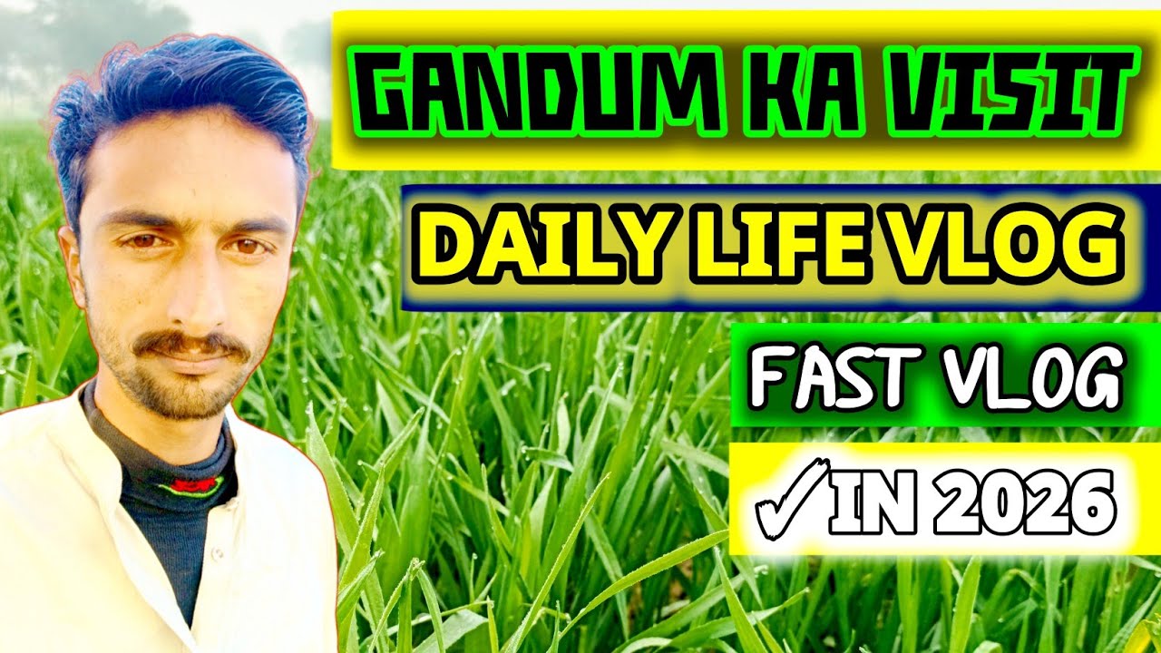 Wheat Harvesting Season | Real Village Life Pakistan | Daily Vlog