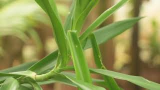 No Copyright Background Video|Flowers|Tree| Full HD|4k| Relaxing Video