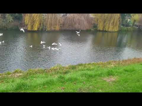 تلاوة مريحة من ملا نوزاد الكردي 