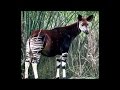 Focus on Species: Okapi (Okapia johnstoni)