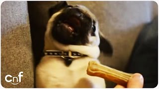 Download Lagu Knefel the Pug Puppy Freaks Out Over Bone MP3