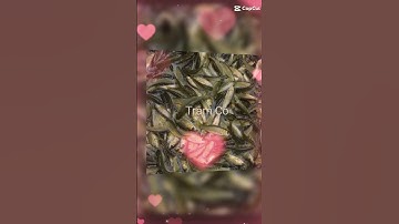 trại cá giống sơn phát cà mau chuyên cung cấp các loại cá giống đi các tỉnh LH 0372076731 gặp Sơn TV