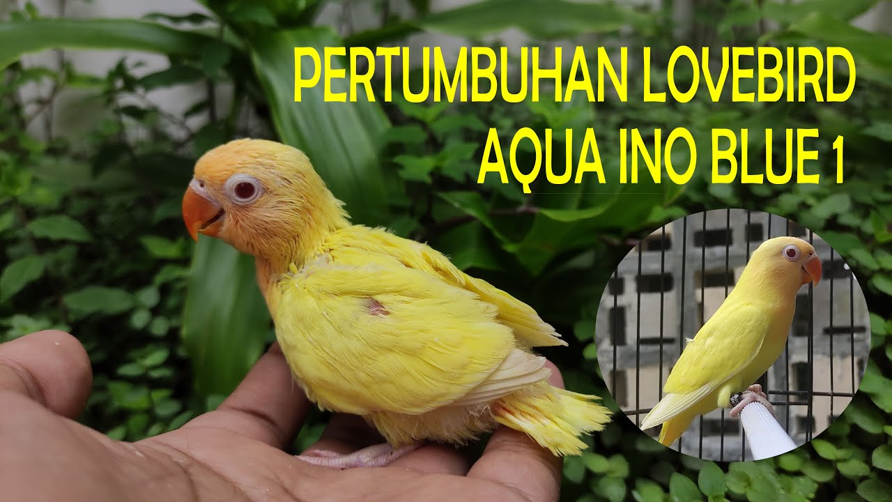PERTUMBUHAN LOVEBIRD AQUA INO BLUE 1 - YouTube