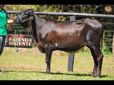 LOTE 19   4º LEILÃO ELITE GENÉTICA 10K   FAZENDA ORIENTE   9768CC