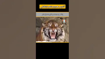 لا تحاول إستفزاز النمر البنغالي وإلا 