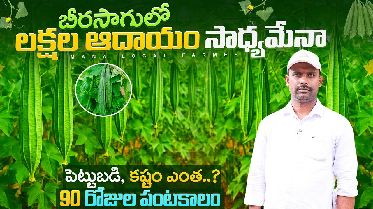 🥒 Ridge gourd Cultivation telugu | బీర సాగు విధానం #Ridgegourdfarming