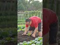 Planting Fresh Leafy Greens in the Garden