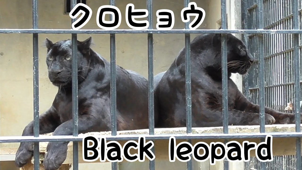 クロヒョウ 鋭い目をしています 【浜松市動物園】Black leopard