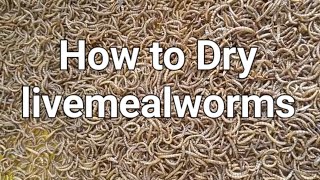 How To Dry Roast Mealworms