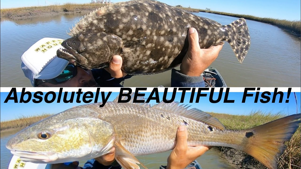 Рыба сама себя выдаёт! 