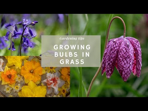 Video: Zone 4 Flowering Bulbs - Elección de bulbos resistentes al frío para el jardín