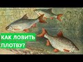 🐟 КАК ПОЙМАТЬ ПЛОТВУ? СОВЕТЫ НАЧИНАЮЩЕМУ.