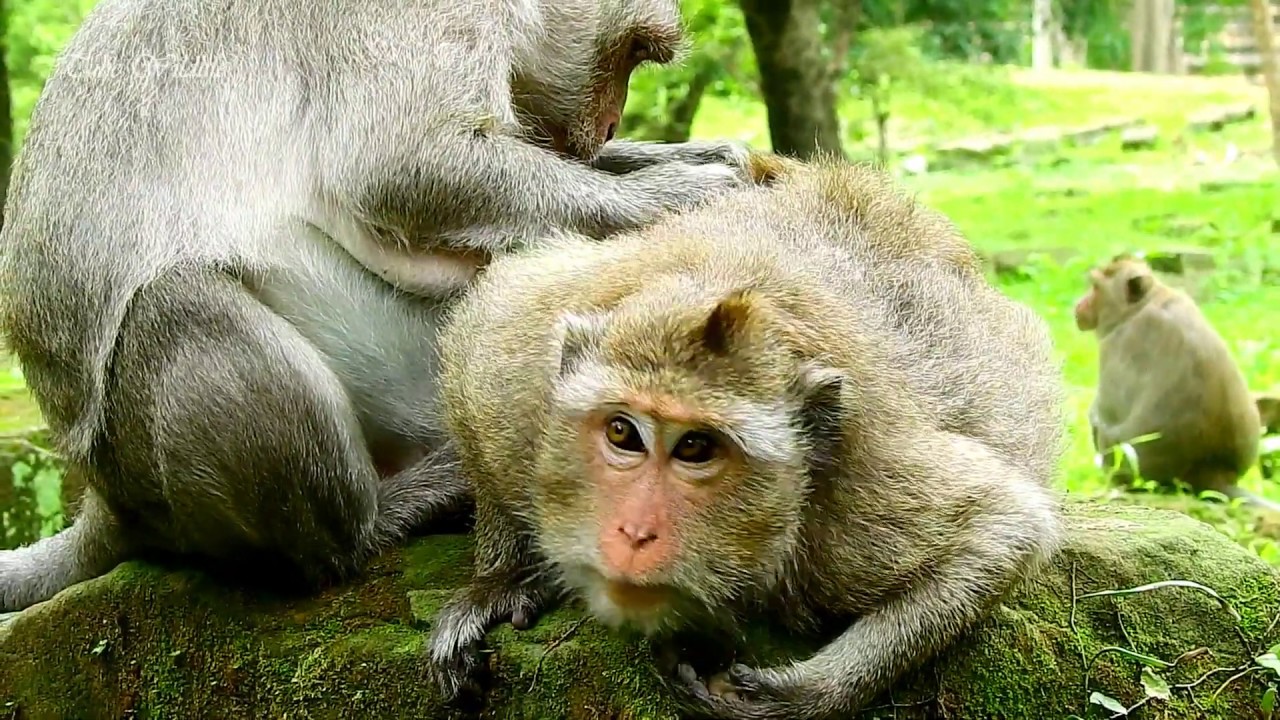 petco hours Monkey Diamond gets comfort & taking care - Diamond a bit better now hope she backs to normal