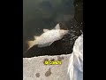 He saved his wife's dinner, but a year later the entire river began to boil… 🌊👁️#usa #shorts