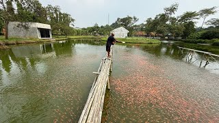 MENJELANG PANEN BENIH IKAN NILA MERAH SEBANYAK 200RIBU EKOR