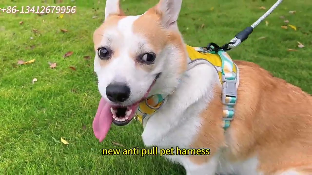 2025 Anti-Pull Dog Harness | Stylish, Durable & Factory Direct Wholesale 