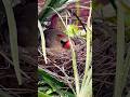 She Won’t Take Her Eyes Off Me! 😳🐦 (Cardinal Nest Guarding) #birdwatching #naturelovers