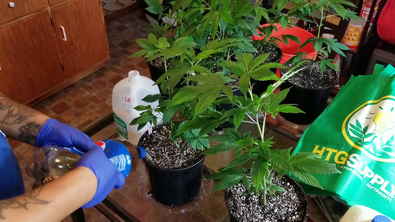 How to transfer marijuana plants to bigger pots YouTube