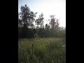 A feeling of peace in the meadow  #sunnyday #nature #canada #naturelovers #countryside #meadow #
