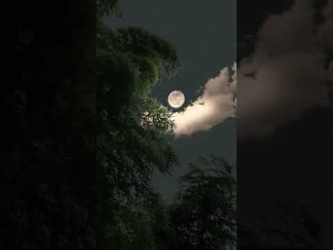 الشيخ خليل محمود الحصري رب قد آتيتنى من الملك و علمتنى من تأويل الأحاديث سورة يوسف