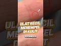 Ulat Ini Sangat Kecil #faktaunik #facts #aneh