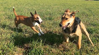 Bull terrier playing with cute dog. by Minibull Team 1,152 views 7 months ago 2 minutes, 36 seconds