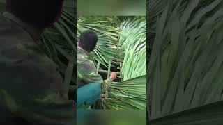 How To set up palm leaves for pighouse - How to make a Homemade PigFeeder - Green Forest Farm Life