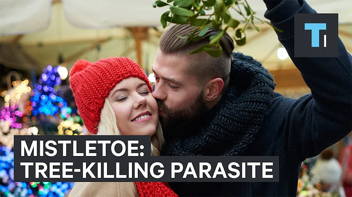 Mistletoe is actually a tree-killing parasite - DayDayNews