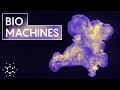 The Biophysics of a Brainless Animal