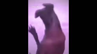 Don't Miss End😹😸 || Must Watch || #shorts#macroofficial