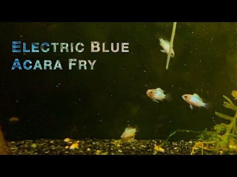 Electric Blue Acara Fry to Grow Out Tank
