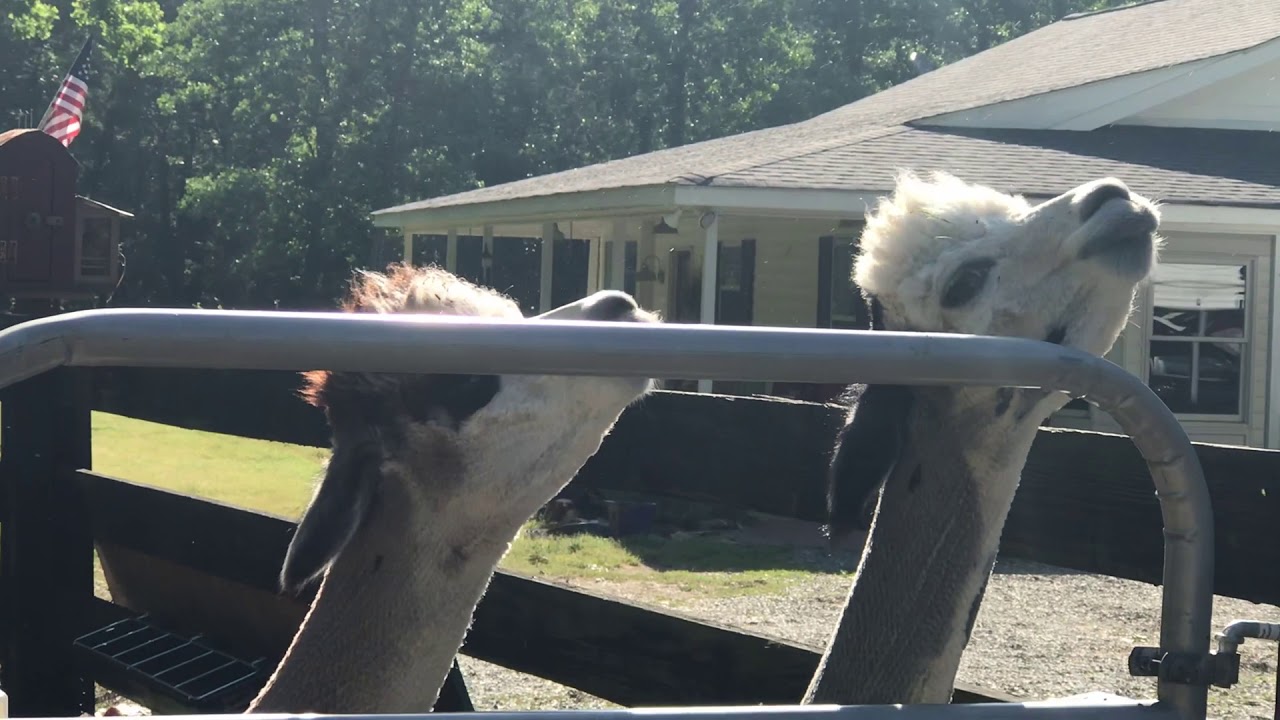 Alpaca Spitting Fight - YouTube