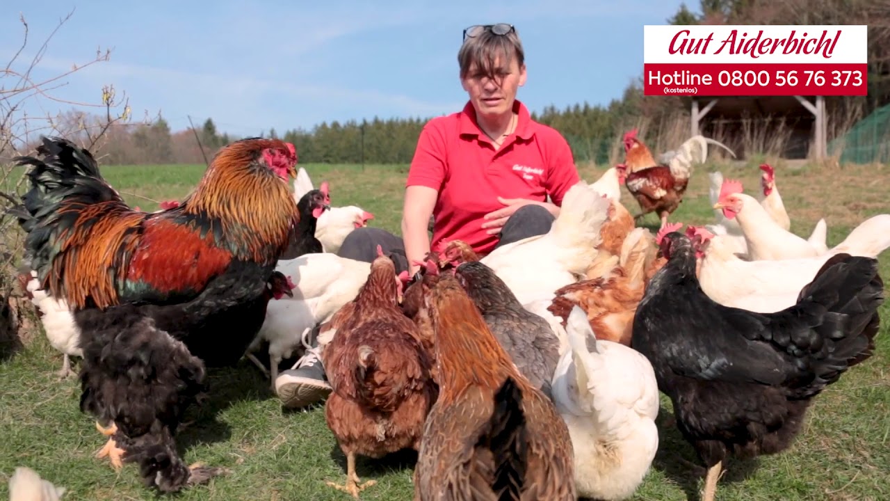 Virtuelle Tour zu den Hühnern auf Gut Aiderbichl Maria Schmolln