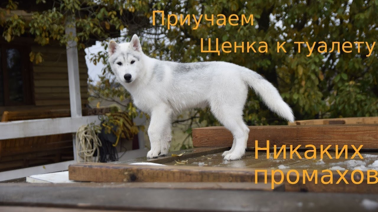 как отучить щенка писать