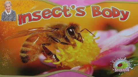 Thumbnail of Insect's Body - Dr. Jean and Dr. Holly - Includes free printables