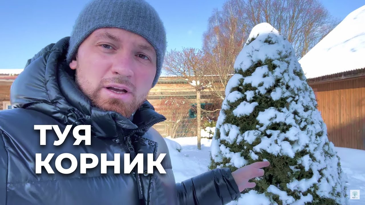 Туя Корник (Kórnik). Лучше Брабант и Смарагд? - YouTube