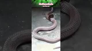 Pure Compassion: High-Skill Team Saves and Rehydrates a Stuck Predator.