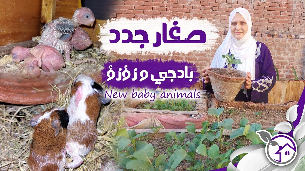 ولادة جديدة لحيوان الزؤزؤ وفرجه على صغار البادجي وزراعة نبات الافوروبيا