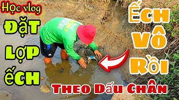#134 Đặt Lợp Ếch Theo Dấu Chân Ếch Lúc Lúa Xả Nước || Học vlog